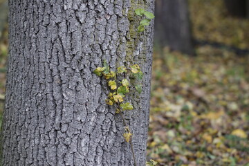 lichen on trunk