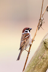 Eurasian Tree Sparrow, Passer montanus