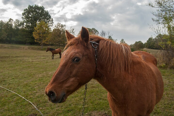 Horse grazing on rural mountain autumn meadow