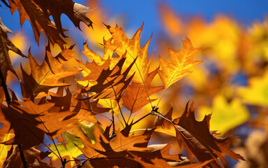 Flaming Autumn leaves. Autumn scenery. 