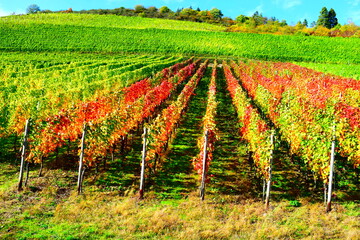 bunte Weinberge über Klotten an der Mosel