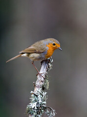 Fototapeta premium European Robin; Erithacus rubecula