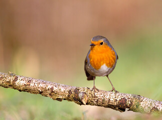 Fototapeta premium European Robin; Erithacus rubecula