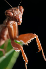 European dwarf mantis (Ameles spallanzania) on black background, Italy.