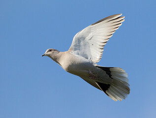 Eurasian Collared Dove, Streptopelia decaocto