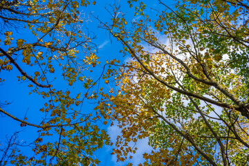 Fall leaves with blue sky