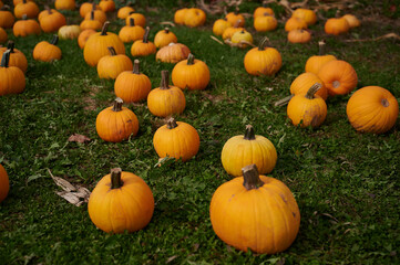 Pumpkins