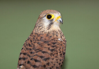 Common Kestrel, Falco tinnunculus