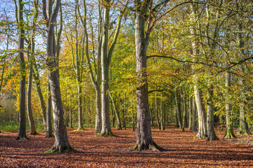 Fall woodland landscape