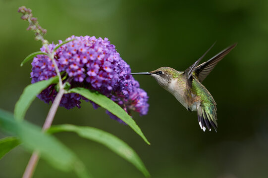 Ruby-throated hummingbird, Nova Scotia, Canada