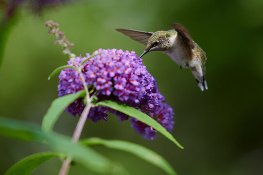 Ruby-throated hummingbird, Nova Scotia, Canada