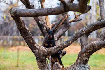 black dog on a tree on a cloudy autumn day