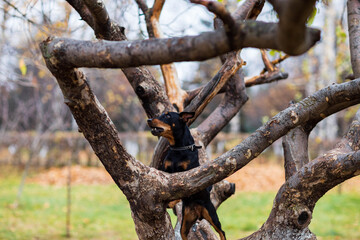 black dog on a tree on a cloudy autumn day