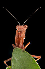 European dwarf mantis (Ameles spallanzania) on black background, Italy.