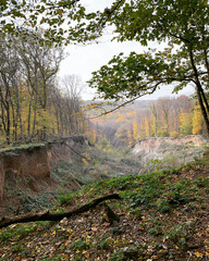 canyon in the forest