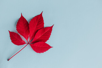 Beautiful red leaf on a light blue background. Autumn background.