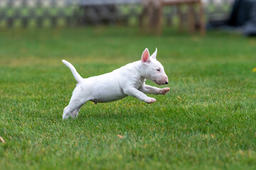 Miniature bull terrier puppy running in the grass