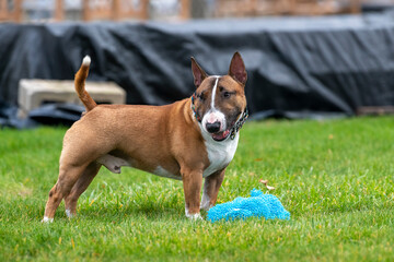 Red miniaure bull terrier with a toy