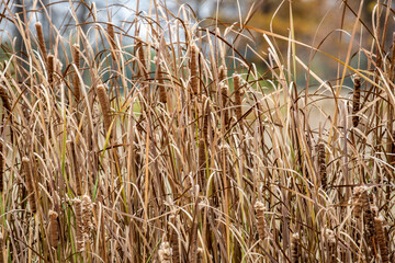 A row of golden brown bullrushes and reeds in the autumn