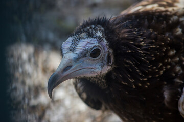 Closeup shot of a dangerous vulture kept in cage in Zoo park in India