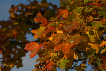 Fototapeta premium autumn maple leaves
