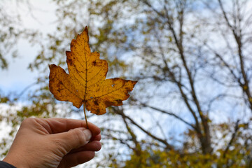 Hand holds autumn leaf in front of nature