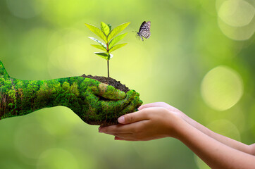 environment Earth Day In the hands of trees growing seedlings. Bokeh green Background Female hand...