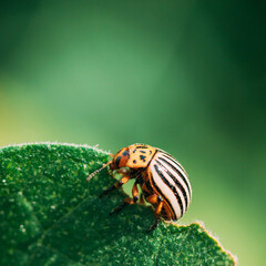Colorado Striped Beetle - Leptinotarsa Decemlineata. This Beetle Is A Serious Pest Of Potatoes