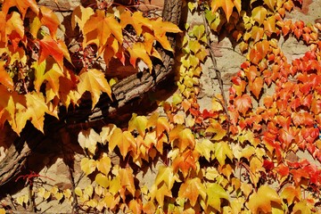 Wilder Wein, herbstlich bunt