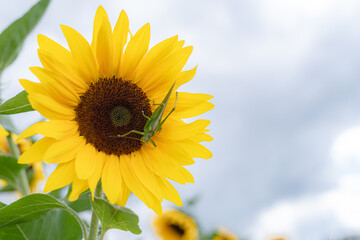 Grüne Heuschrecke auf gelber Sonnenblume unter blauem Himmel