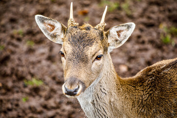 Ein schöner Rehbock im Herbst
