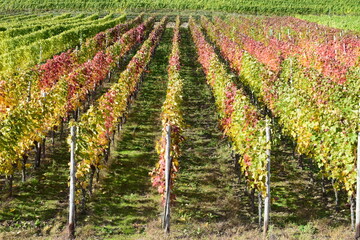 bunte Weinberge über Klotten an der Mosel