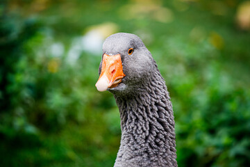 Die schwarze Gans schaut skeptisch