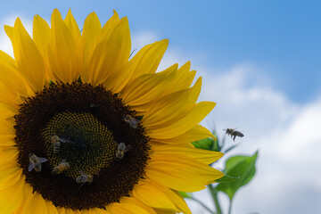 Sonnenblume mit sieben Bienen