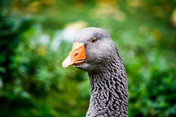 Eine Gans mit schönen Hintergrund
