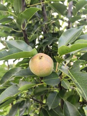 pear on tree