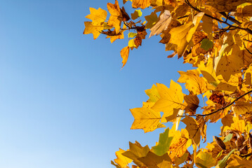 Naklejka na ściany i meble Yellow leaves on a background of blue sky. Autumn season.