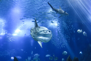 sunfish (moonfish) swimms in blue ocean water