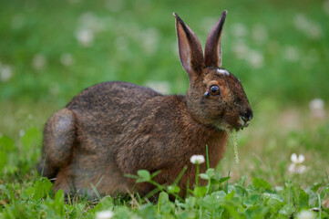Wild rabbit with ticks, poor thing.  Nova Scotia, Canada