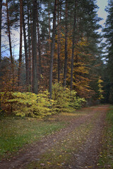 Fototapeta premium jesień