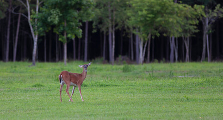 Deer near a forest edge