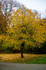 Die Bl&auml;tter fallen von dem B&auml;umen