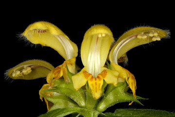 Fototapeta na wymiar Yellow Archangel (Lamium galeobdolon). Inflorescence Detail Closeup