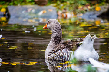 eine schwimmende dunkle Gans