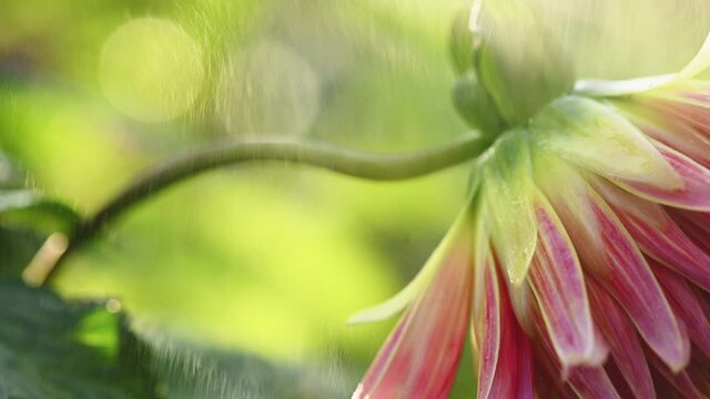 Pink dahlia flower close up