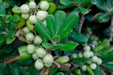 decorative hedge Bush close-up
