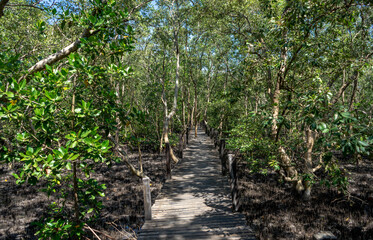 rice field in the morning