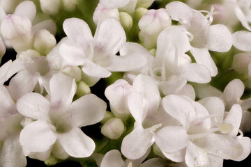 Fototapeta na wymiar Common Valerian (Valeriana officinalis). Flowers Closeup