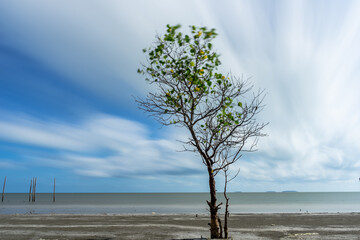 tree on the beach