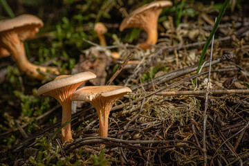 Brown Edible Mushrooms in a Forest